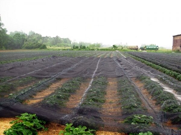 Knooploos bladernet 8x100m maas 5x7mm 